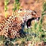 leopard yawn